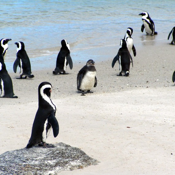 Simons Town se tučňáky jen hemží