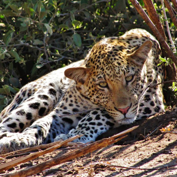 Leopardi patří mezi noční lovce