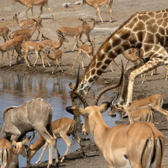 U napajedel se shromažďují i Impaly - nejpočetnější antilopy nejedn v Chobe