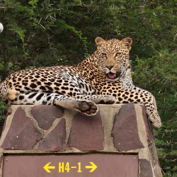 Podíváte se leopardům zpříma do očí?