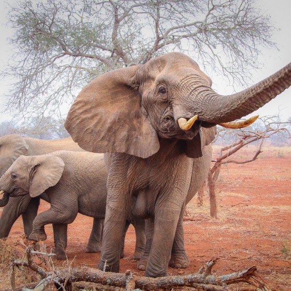 Botswana - země slonů 