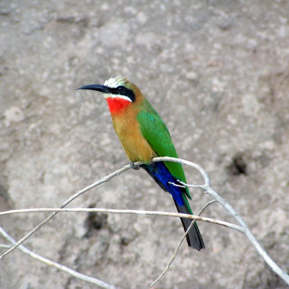 Africká příroda je opravdu bohatá