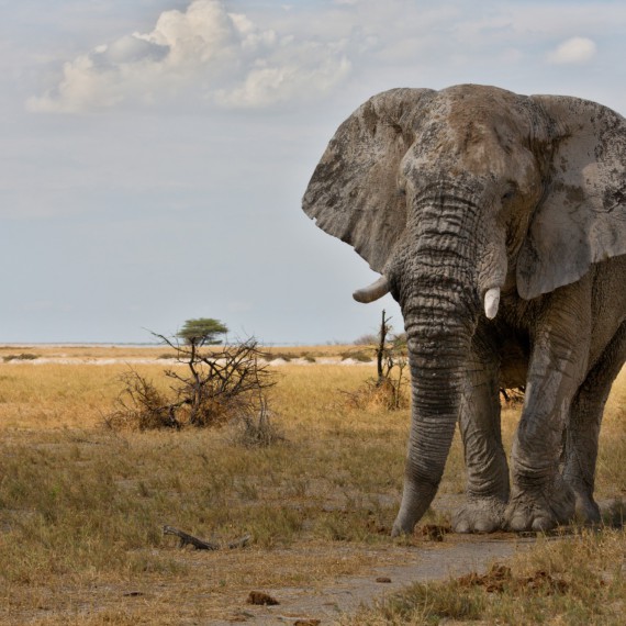 Slony tu potkáte jen tak u cesty