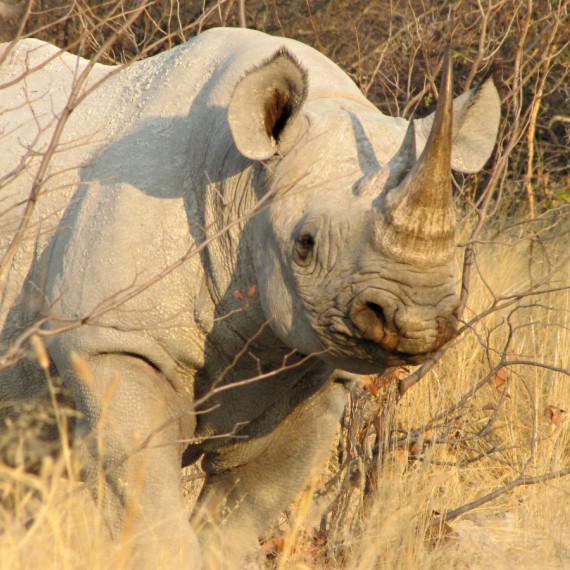 Nosorožec na africkém safari 