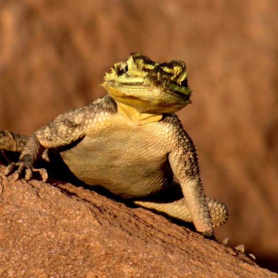 Blízko řek zahlédnete i žáby