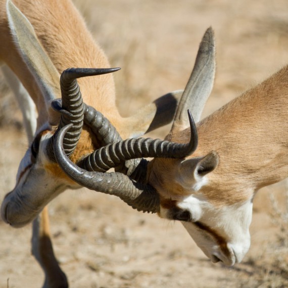 Antilopy jsou také součástí africké Savany