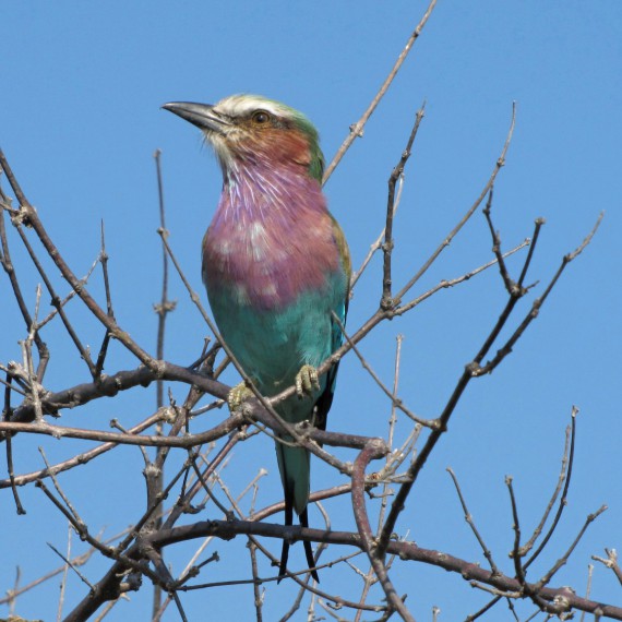 I ptactvo je zde bohaté na mnoho druhů