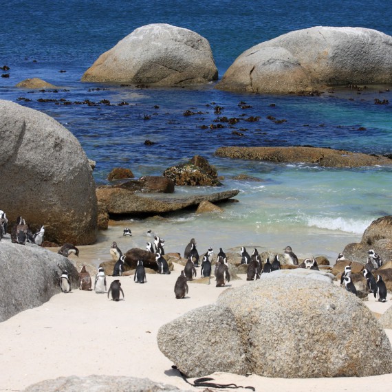 Kolonie tučňáků v národním parku Boulders