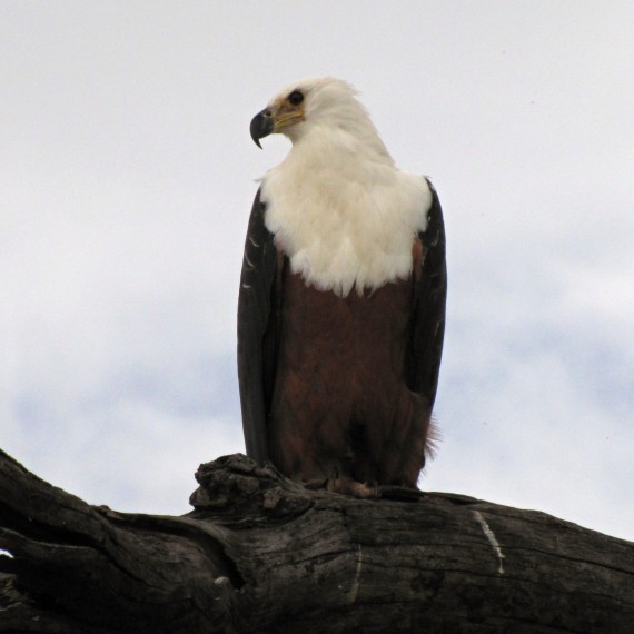 Orli mají v Etoshe také své místo