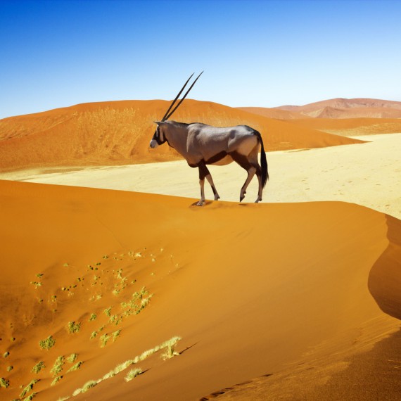 I v Namibijské poušti potkáte africké zvířectvo