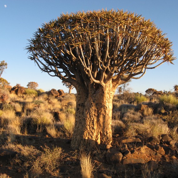 Africká příroda na dosah