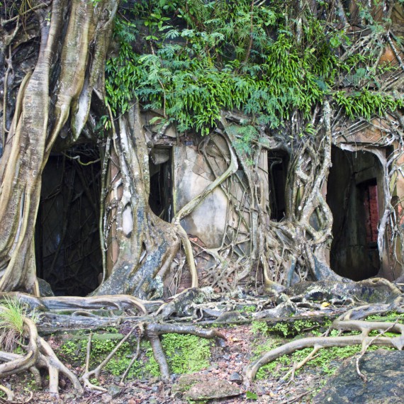 Symbioza historie a přírody