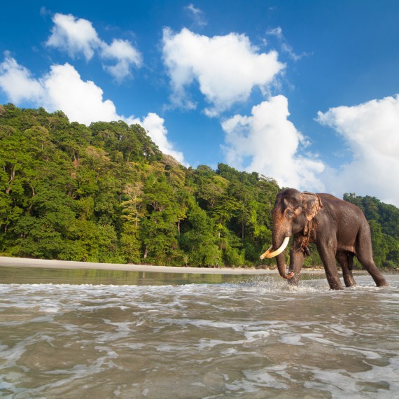 Typický obrázek indické pláže
