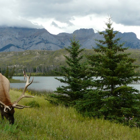 V lesích Skalnatých hor
