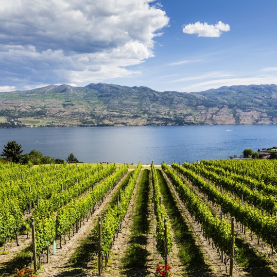 Návštěva kanadské vinice