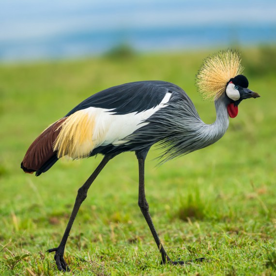 Uvidíte i Jeřába Královského