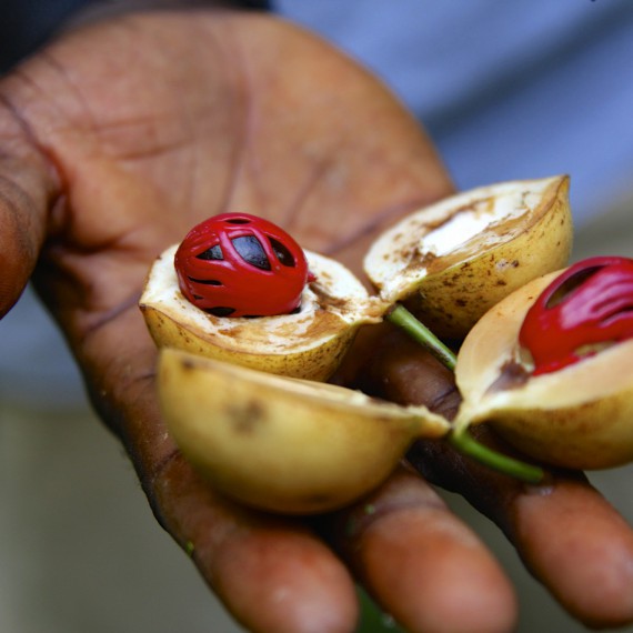 S CK SEN okusíte netypické ovoce