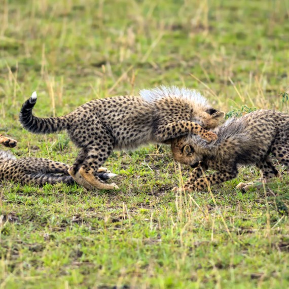 Uvidíte, jak se kočkují gepardi