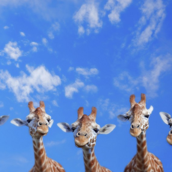 V  Masai Mara potkáte nejvyšší obyvatele této oblasti