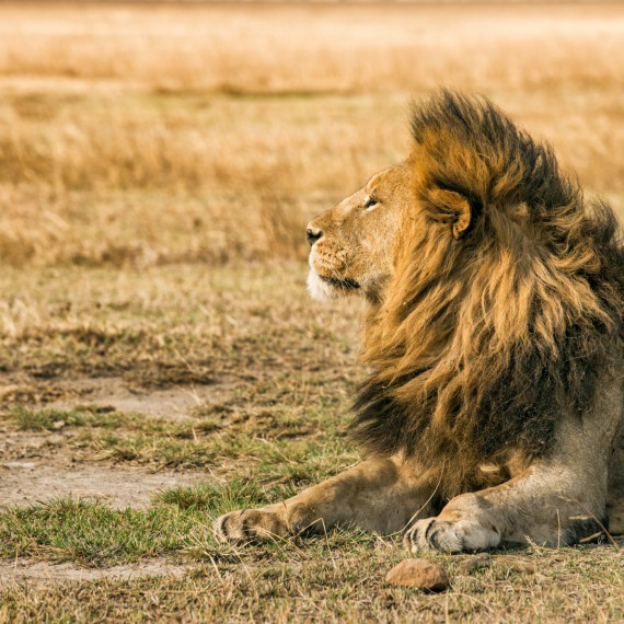 Zažijte pravé africké safari s CK SEN 