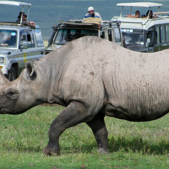 Nosorožce budete na Safari potkávat přímo u cesty