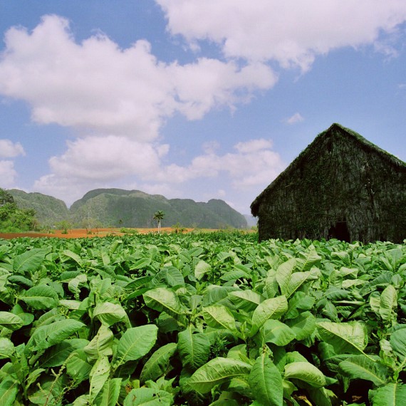 Tabákové plantáže, Kuba