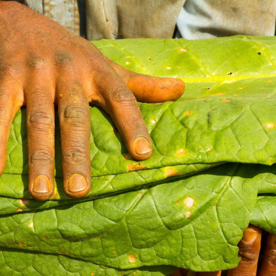 Dozvíte se o zpracování tabáku