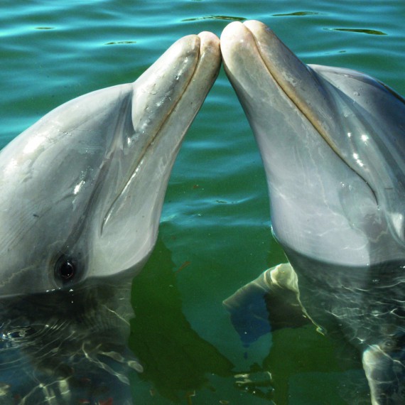 Zaplavete si s delfíny?S 