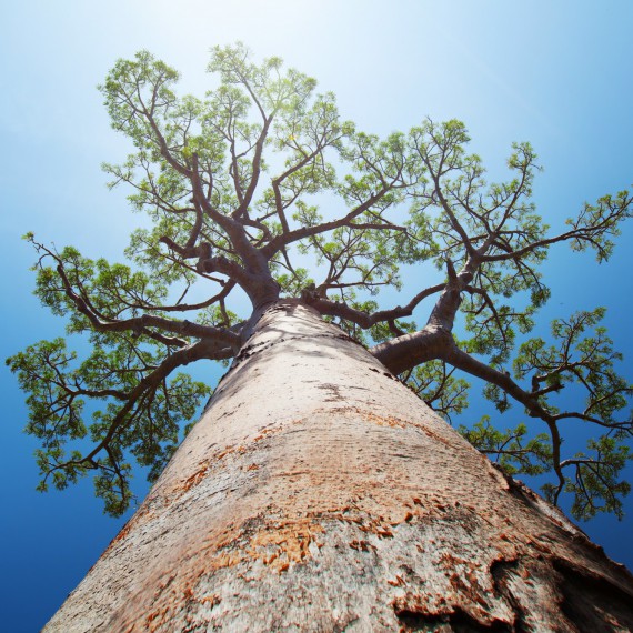 Na Madagaskaru roste 6 z 8 druhů baobabů