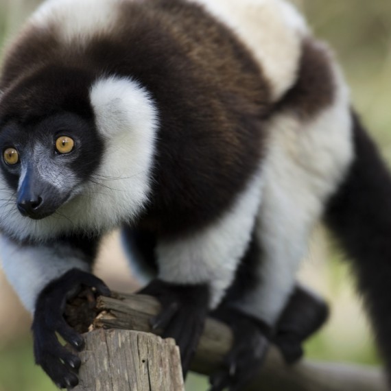 Lemury najdete na celém ostrově