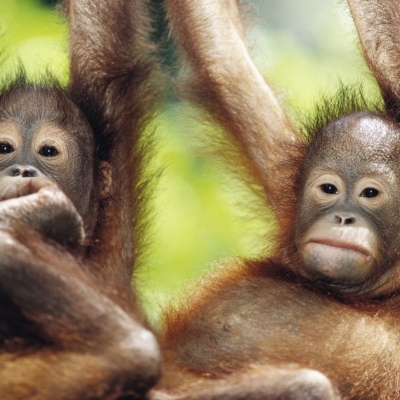 Orangutani mají na ostrově Borneo svůj domov