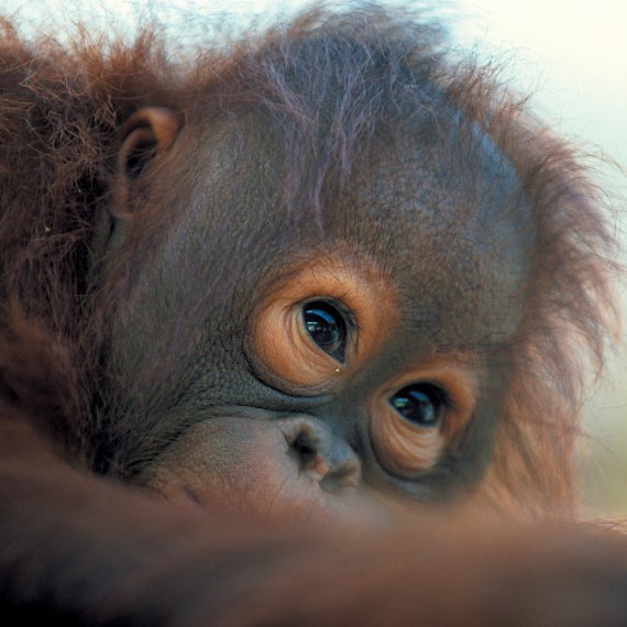 Borneo a jeho orangutani