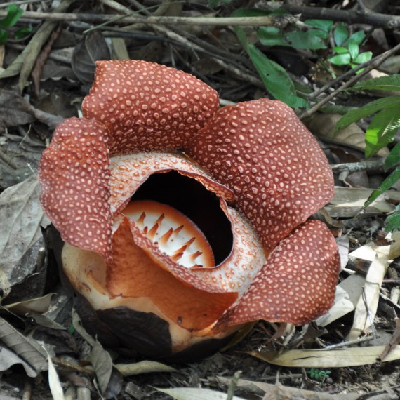 Na Borneu budeme hledat i největší květinu světa, Raflézii