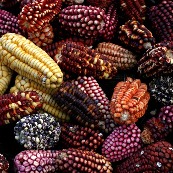 Barevné mexické kukuřice