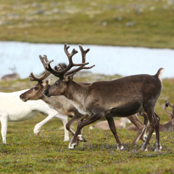 Soby a jejich krásné paroží