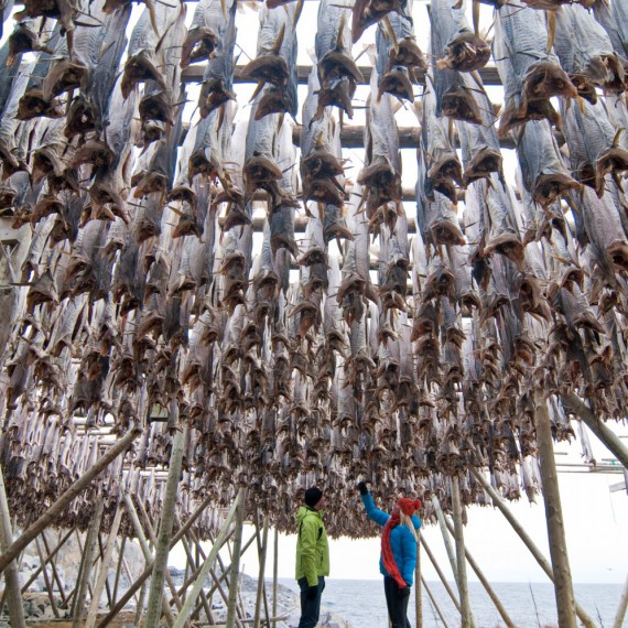 Sušené tresky jsou hlavní obživou místních