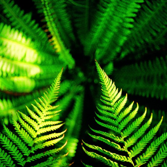 Novozélandská flora 