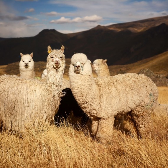 Alpaca nebo lama?