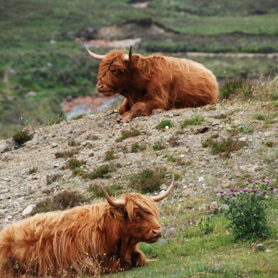 Typické skotské krávy 