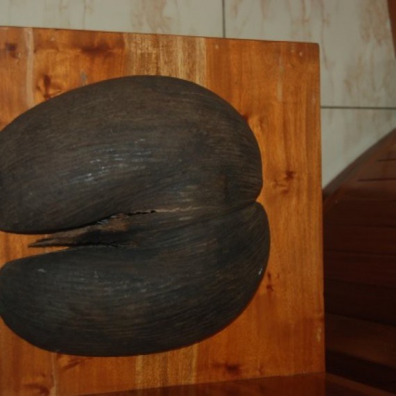 Největší ořech světa najdete přávě zde