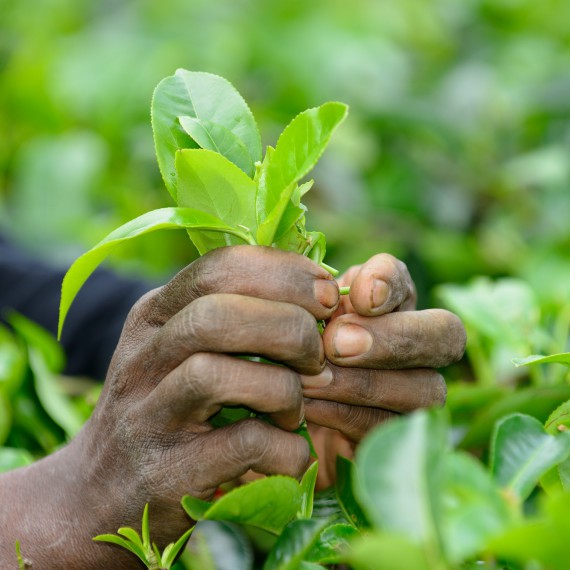 Sběr čaje na Srí Lance