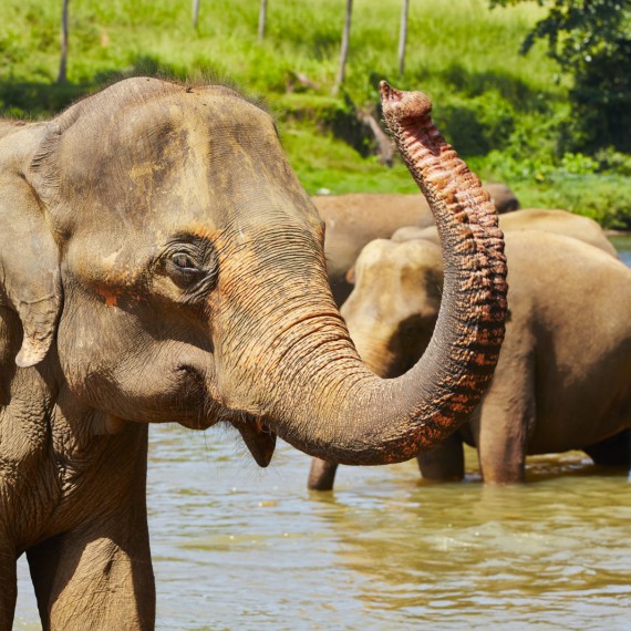 Dojdeme k řece Maoya, kde se koupou sloni