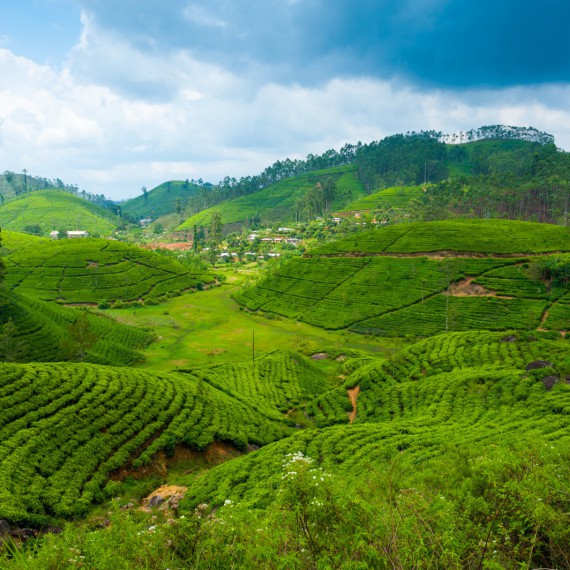 Výhledy na čajové plantáže, Srí Lanka 