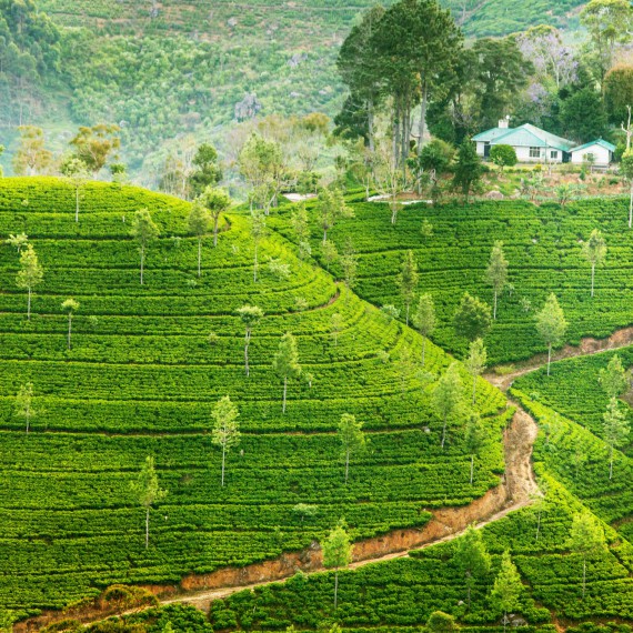 Čajové plantáže jsou dominantou Srí lanky