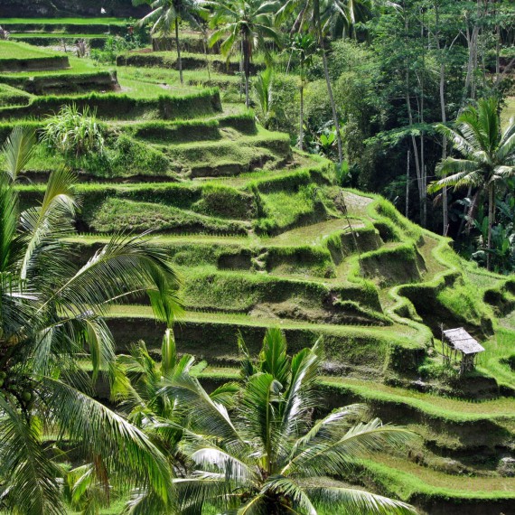 Projdeme kolem rýžových teras