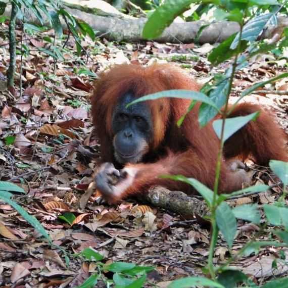 Podíváme se zblízka na projekt vypuštění orangutanů do volné přírody