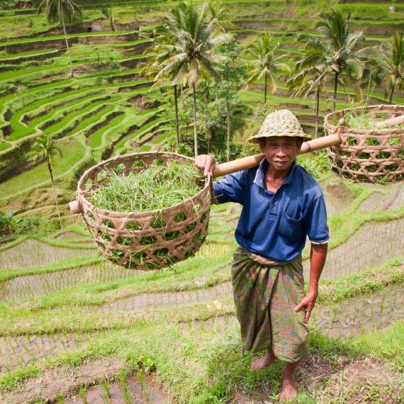 Sklizeň rýže na Bali