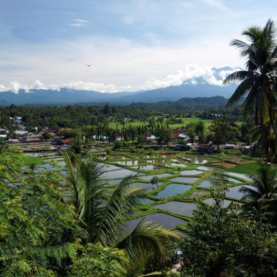 Všudypřítomná rýžová pole