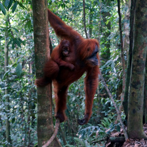 Orangutani na Sumatře žijí ve volné přírodě