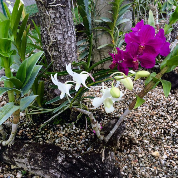 Uprostřed amazonské džungle